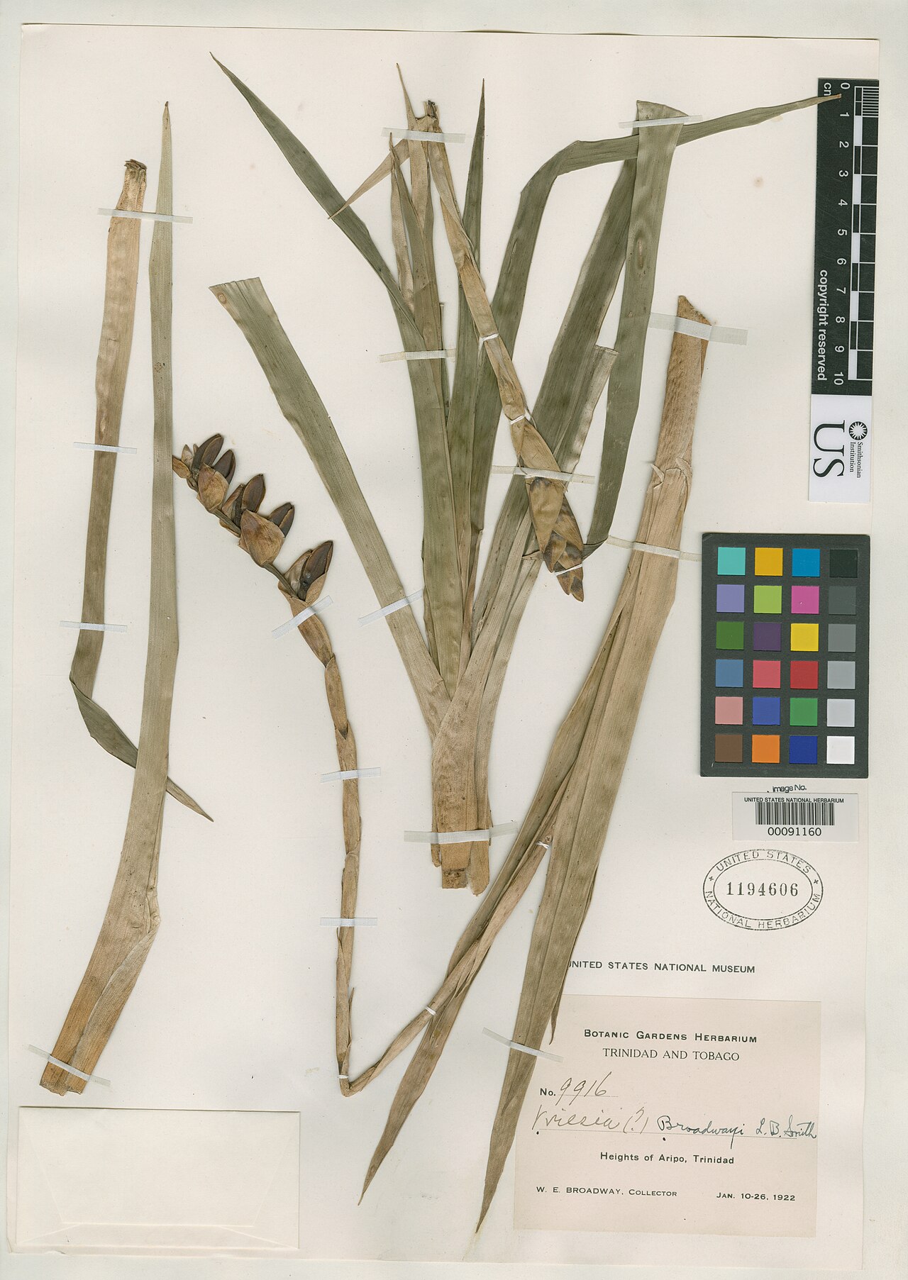 Werauhia broadwayi