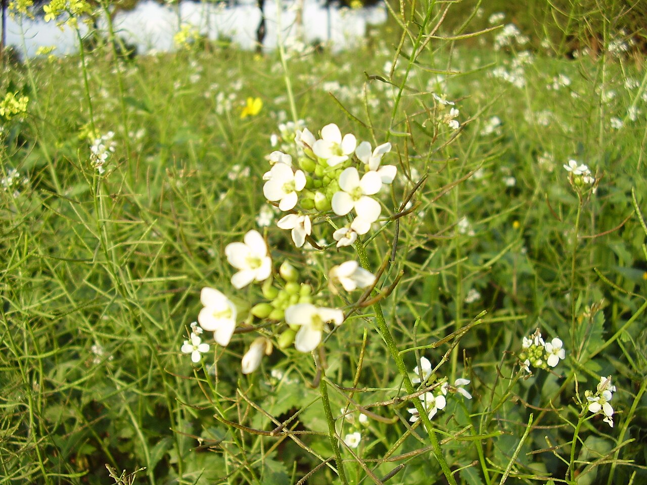 Diplotaxis erucoides