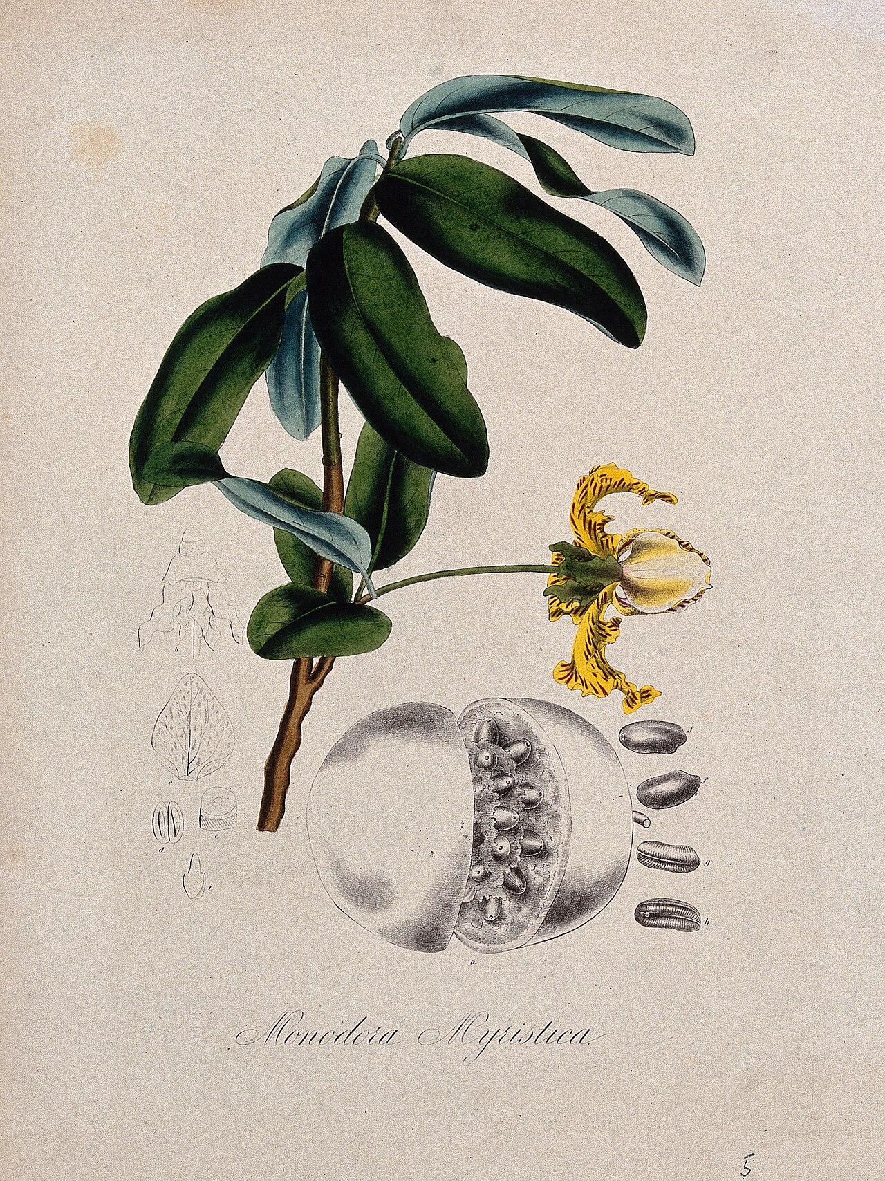 Monodora myristica