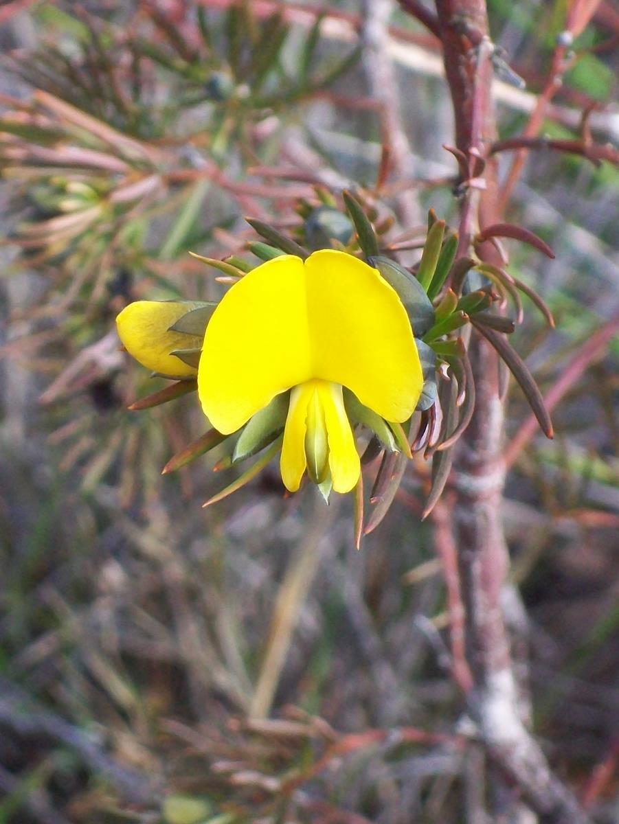 Large wedge-pea
