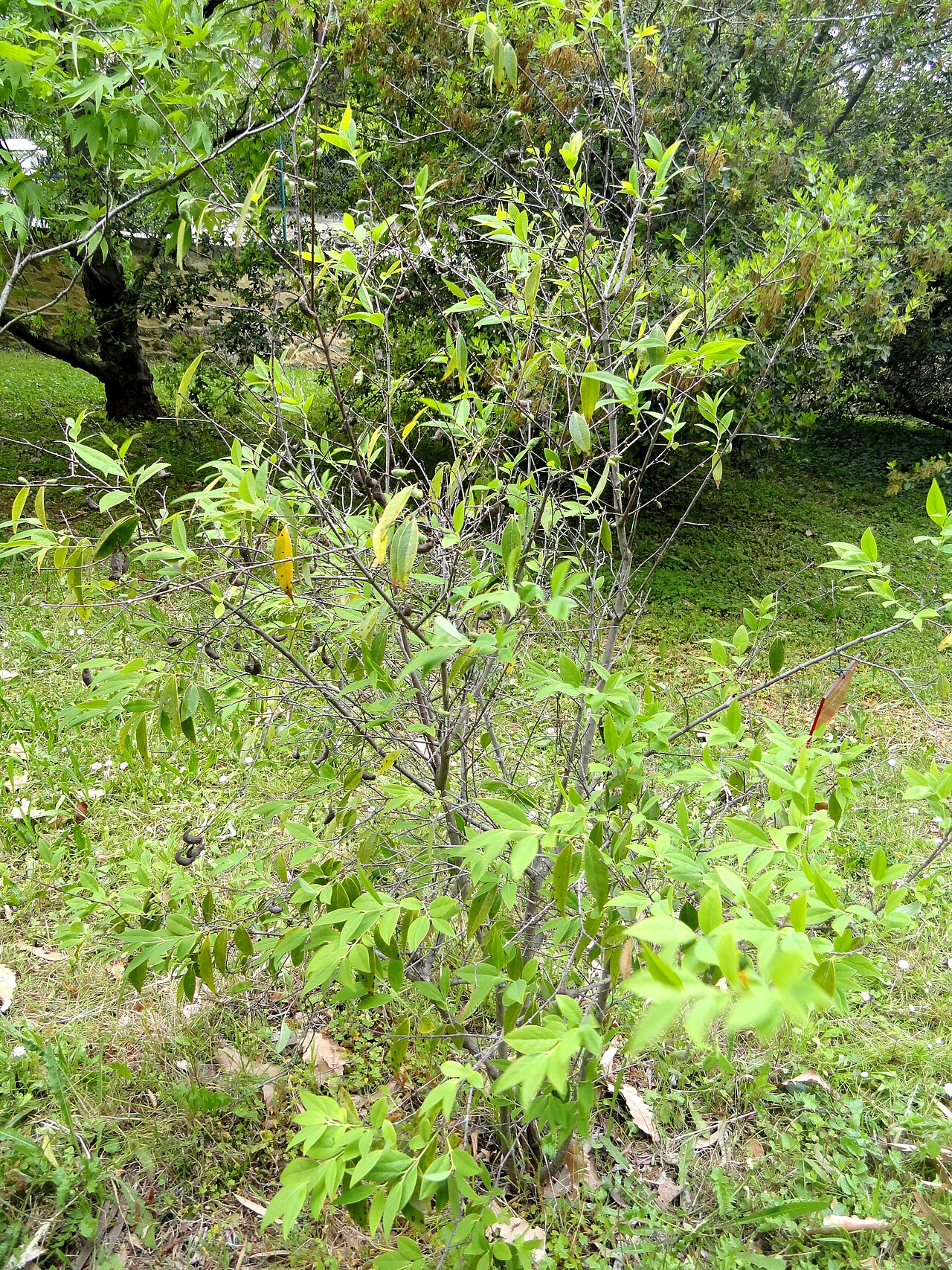 Chimonanthus salicifolius