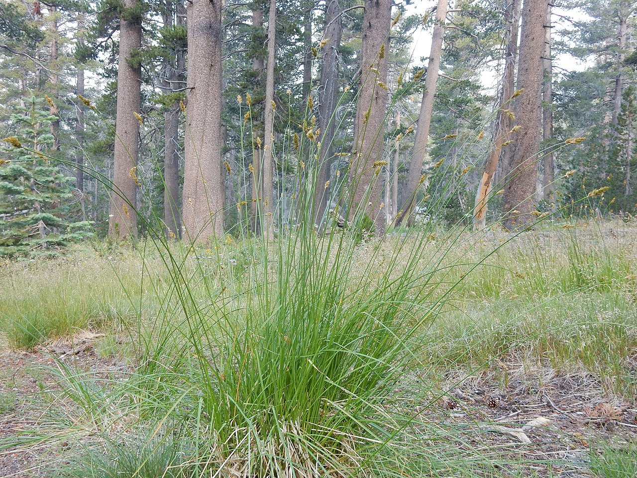 Carex pachystachya