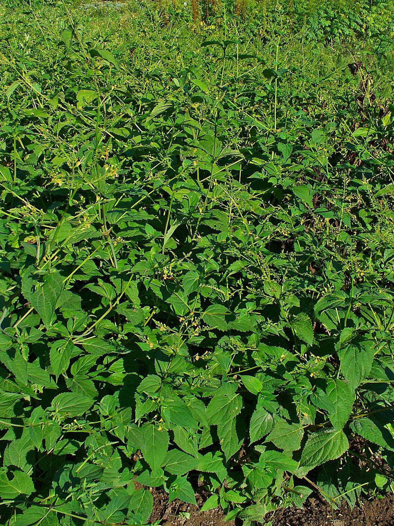 Collinsonia canadensis