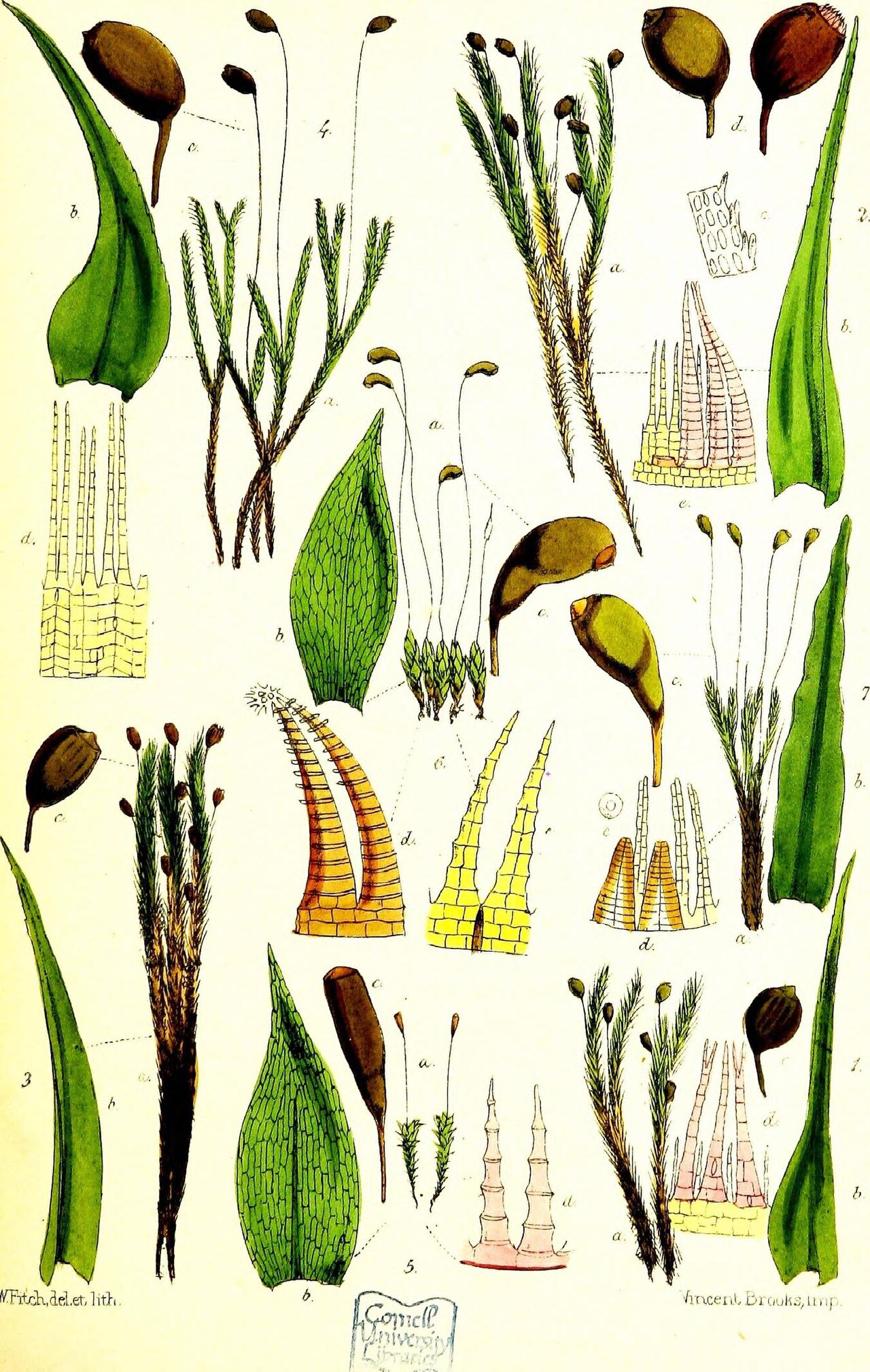 Amblyodon dealbatus