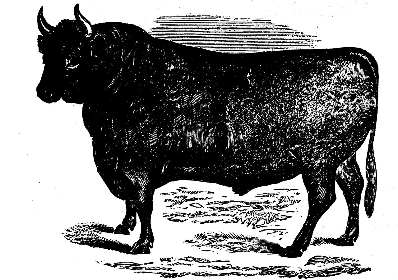 North Devon cattle