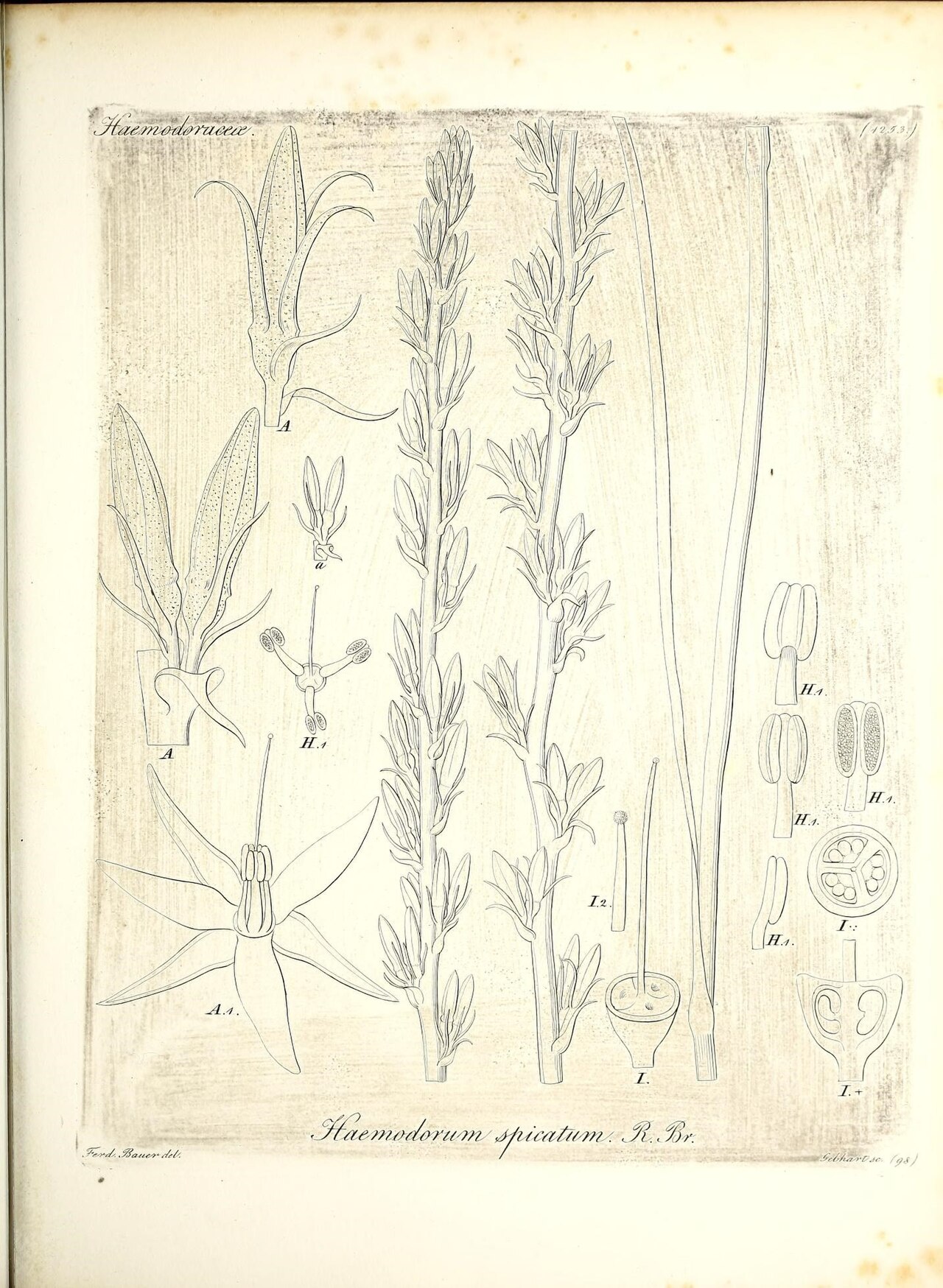 Haemodorum spicatum