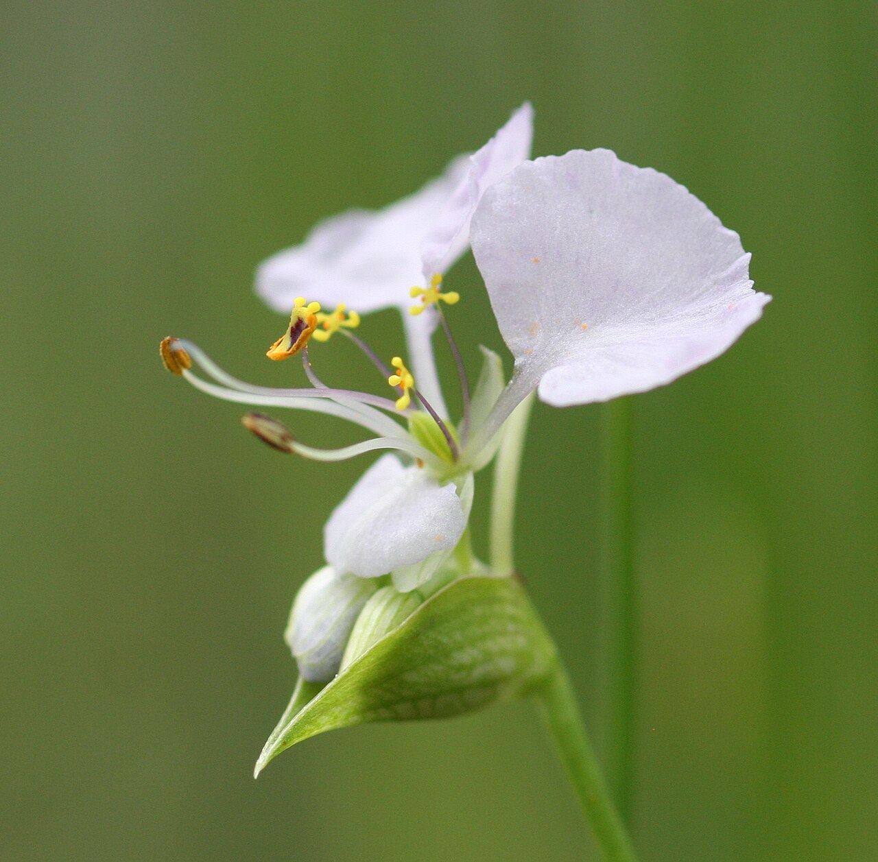 Commelina fluviatilis