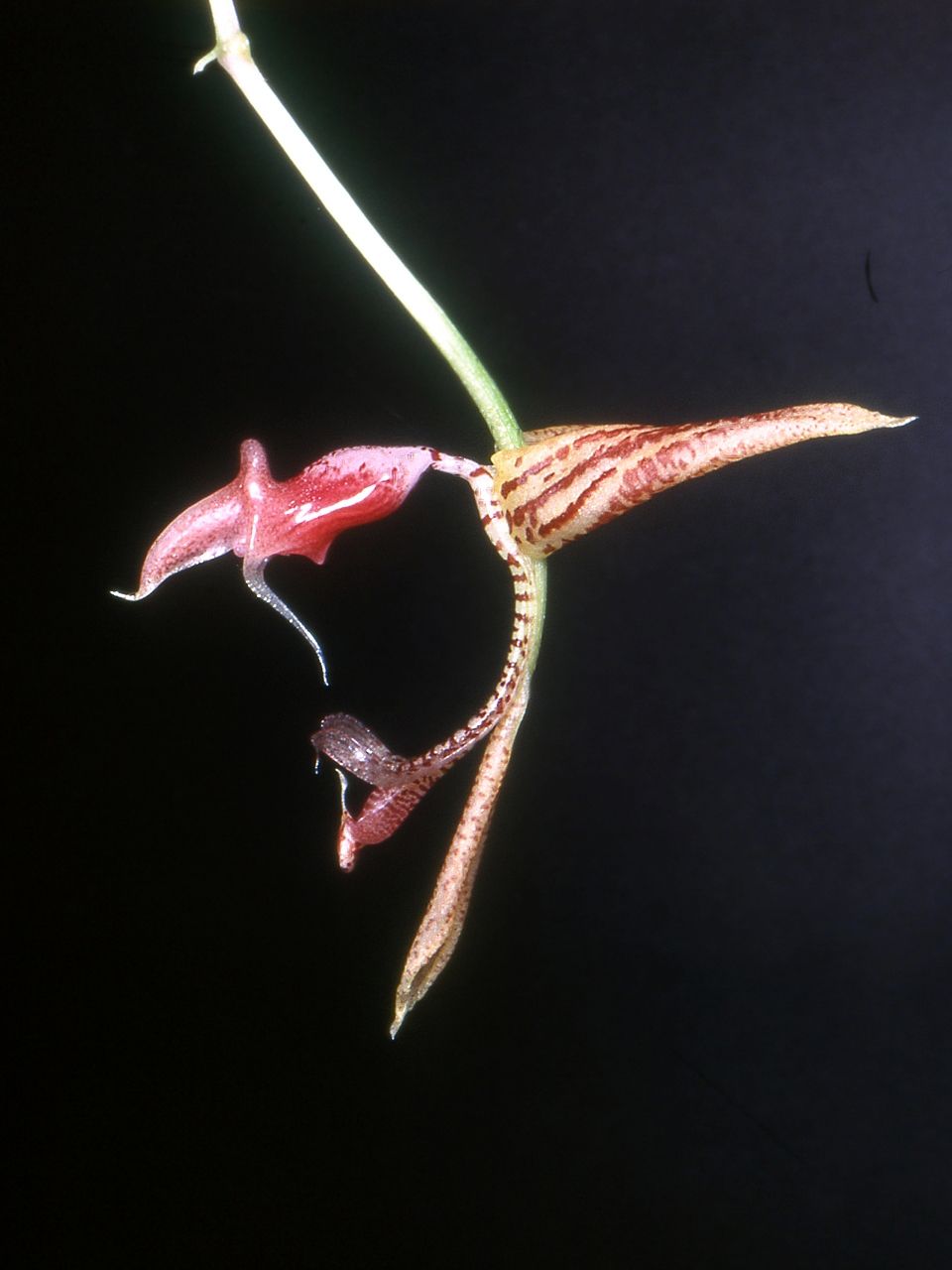 Gongora aceras