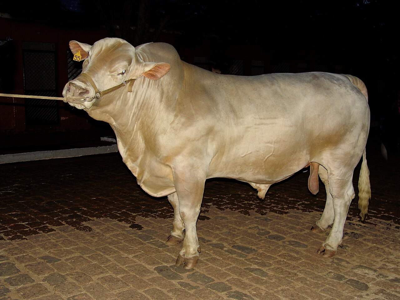 Canchim