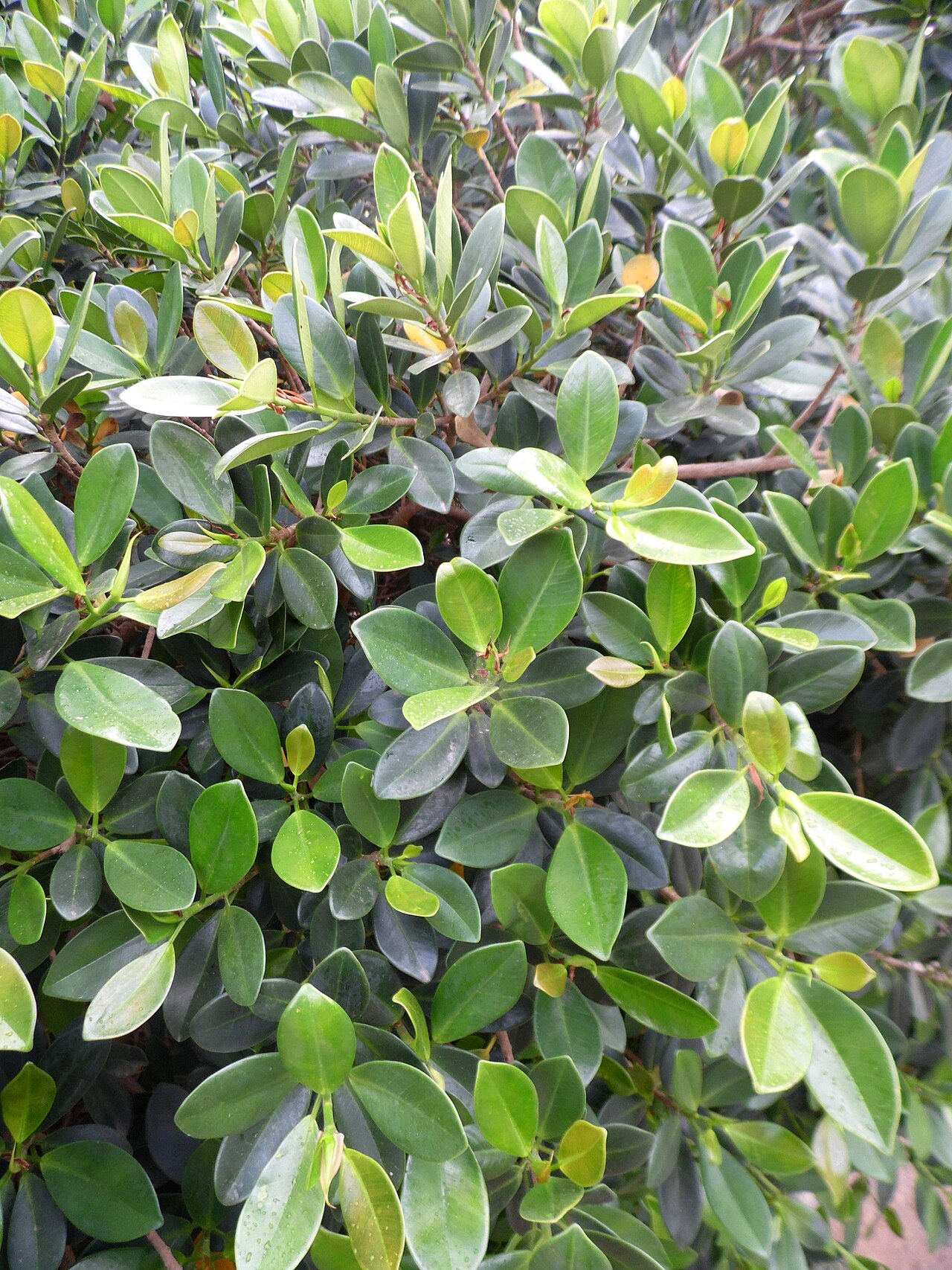 Ficus americana