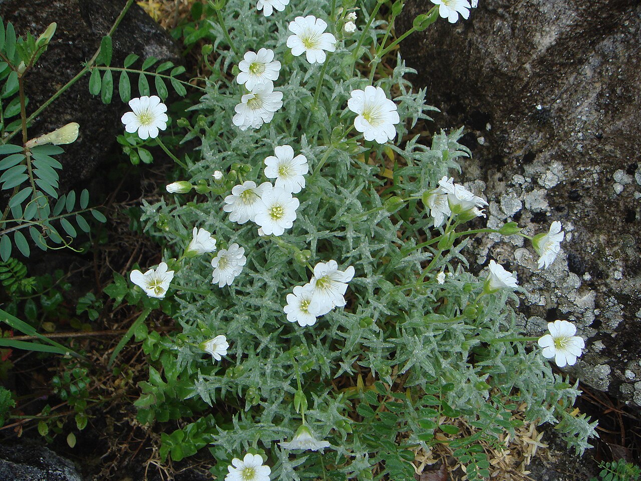 Cerastium gibraltaricum