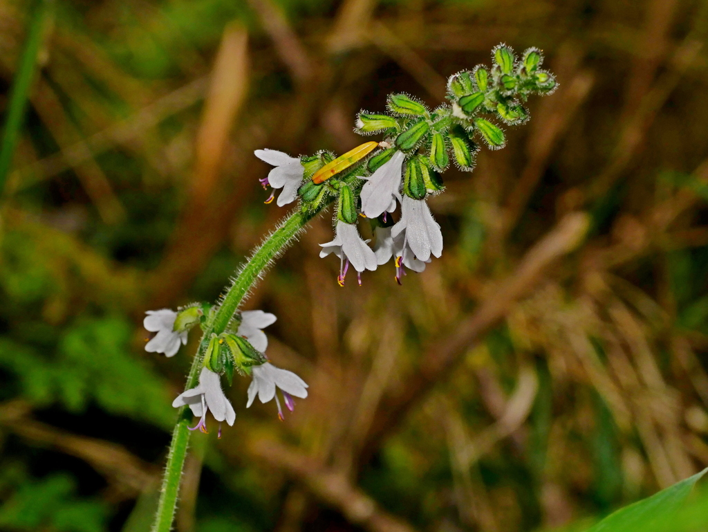 Salvia scapiformis