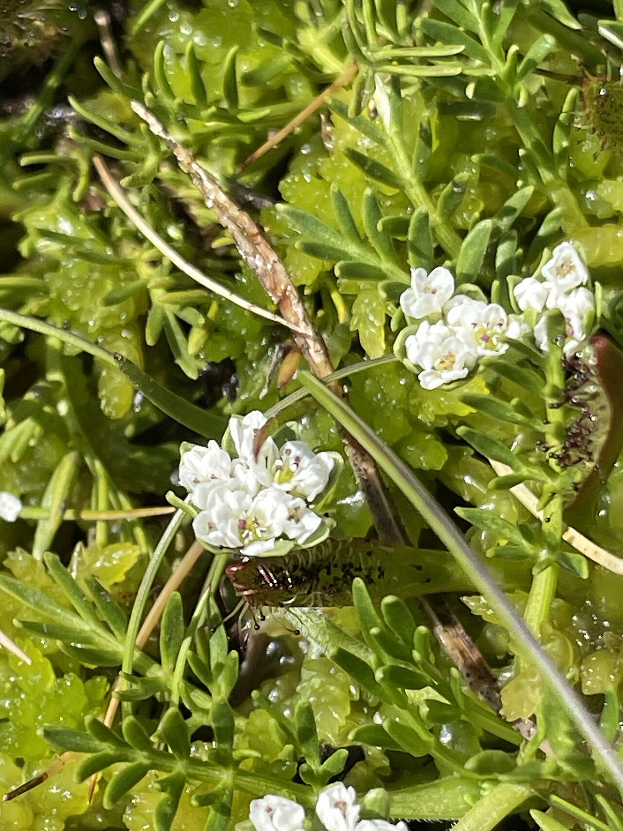 Chaerophyllum pulvinificum
