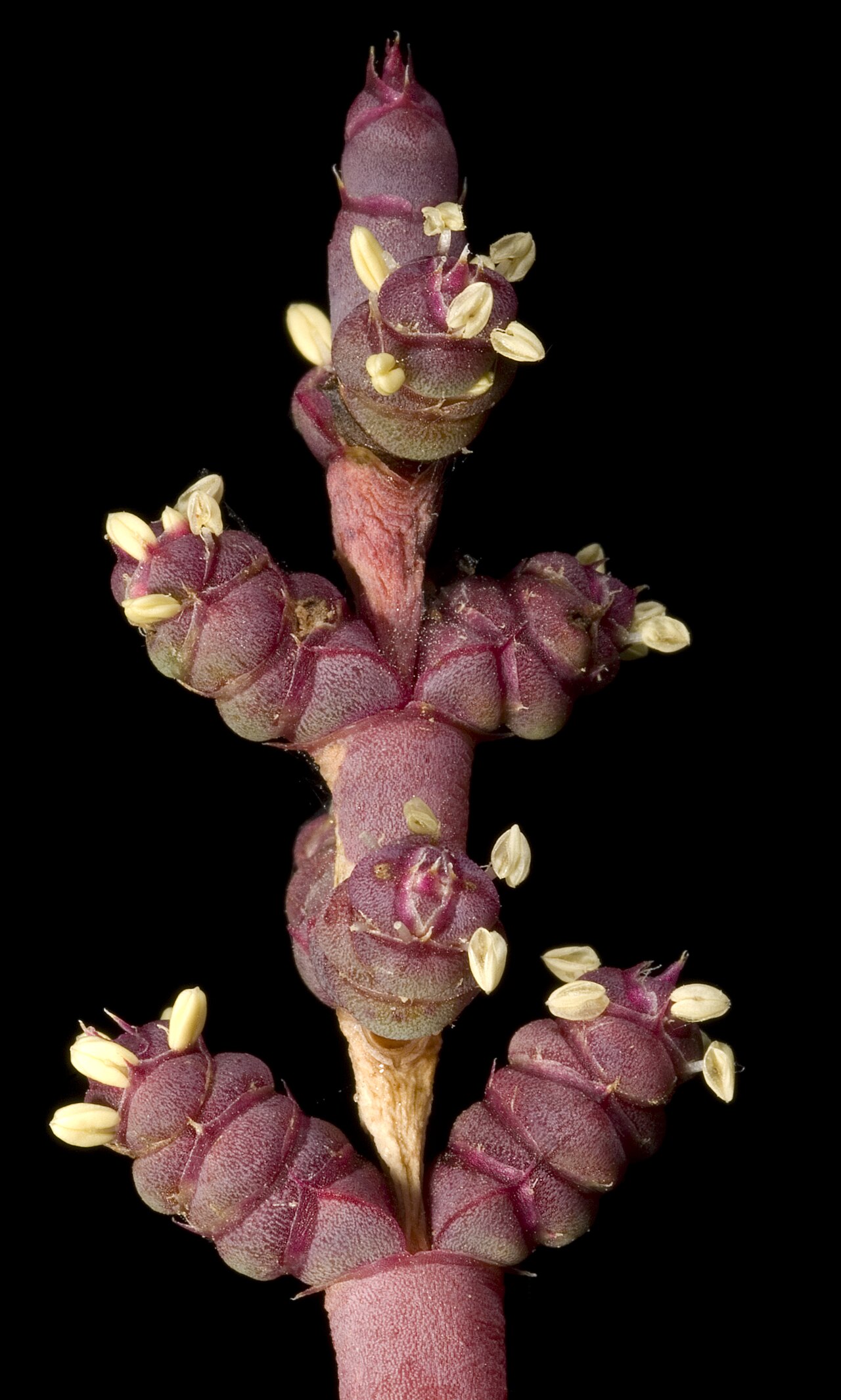 Tecticornia undulata