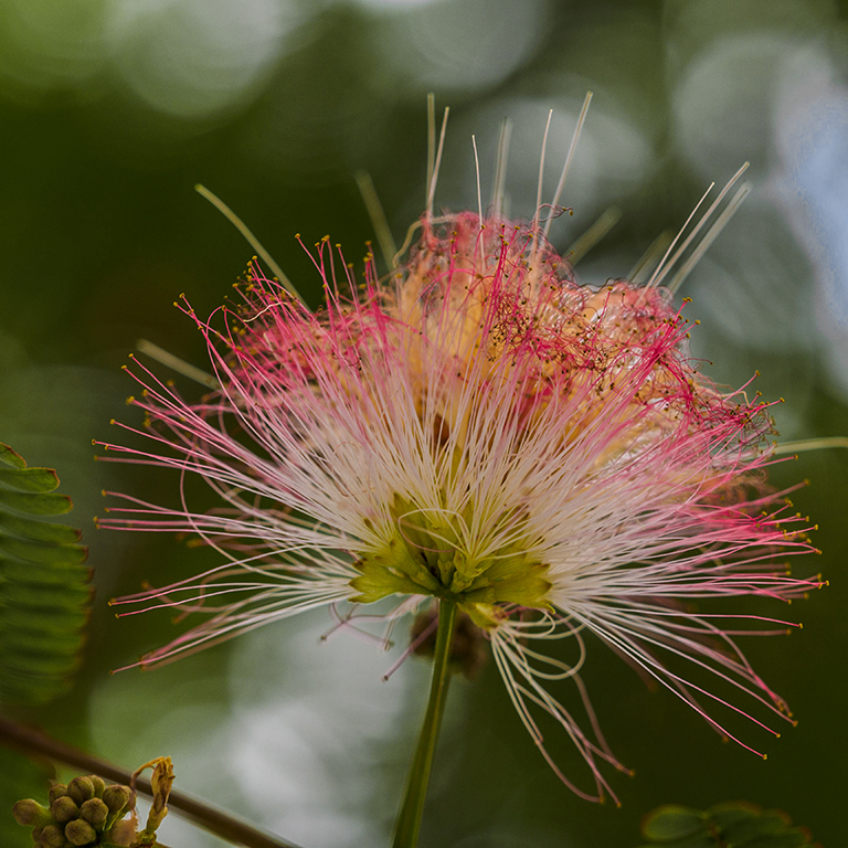 Calliandra parvifolia
