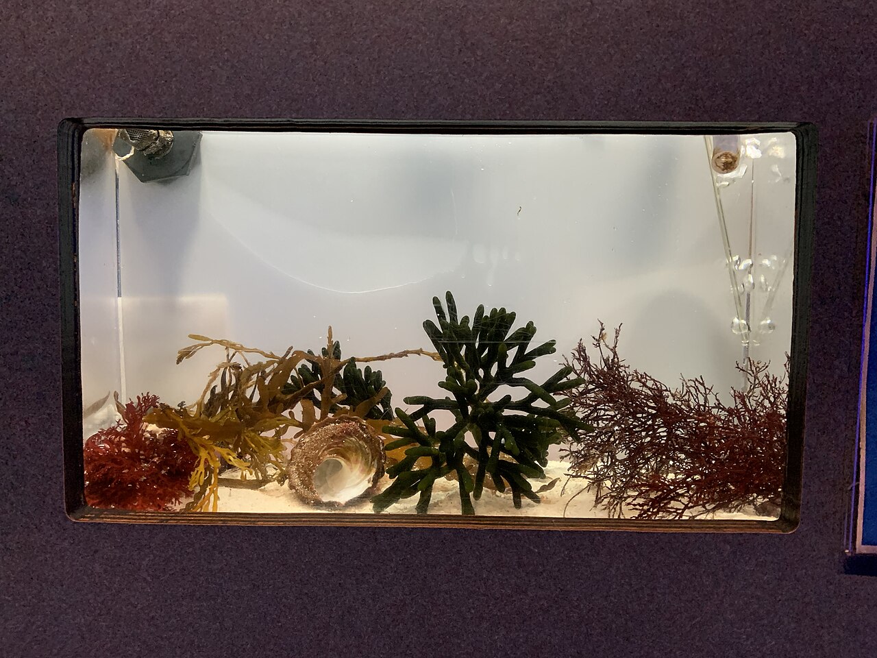 Codium fragile