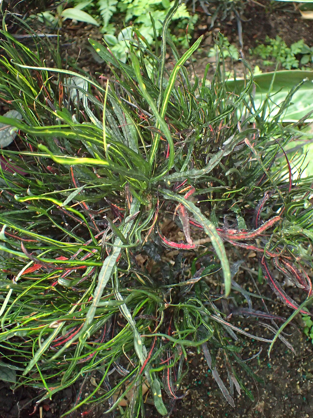 Croton or variegated croton amongst many