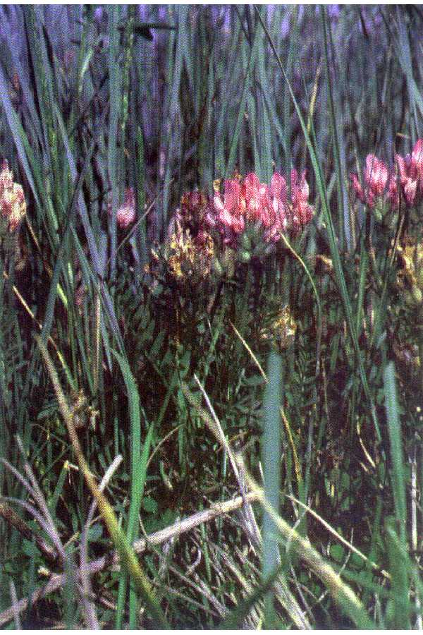 Astragalus agrestis