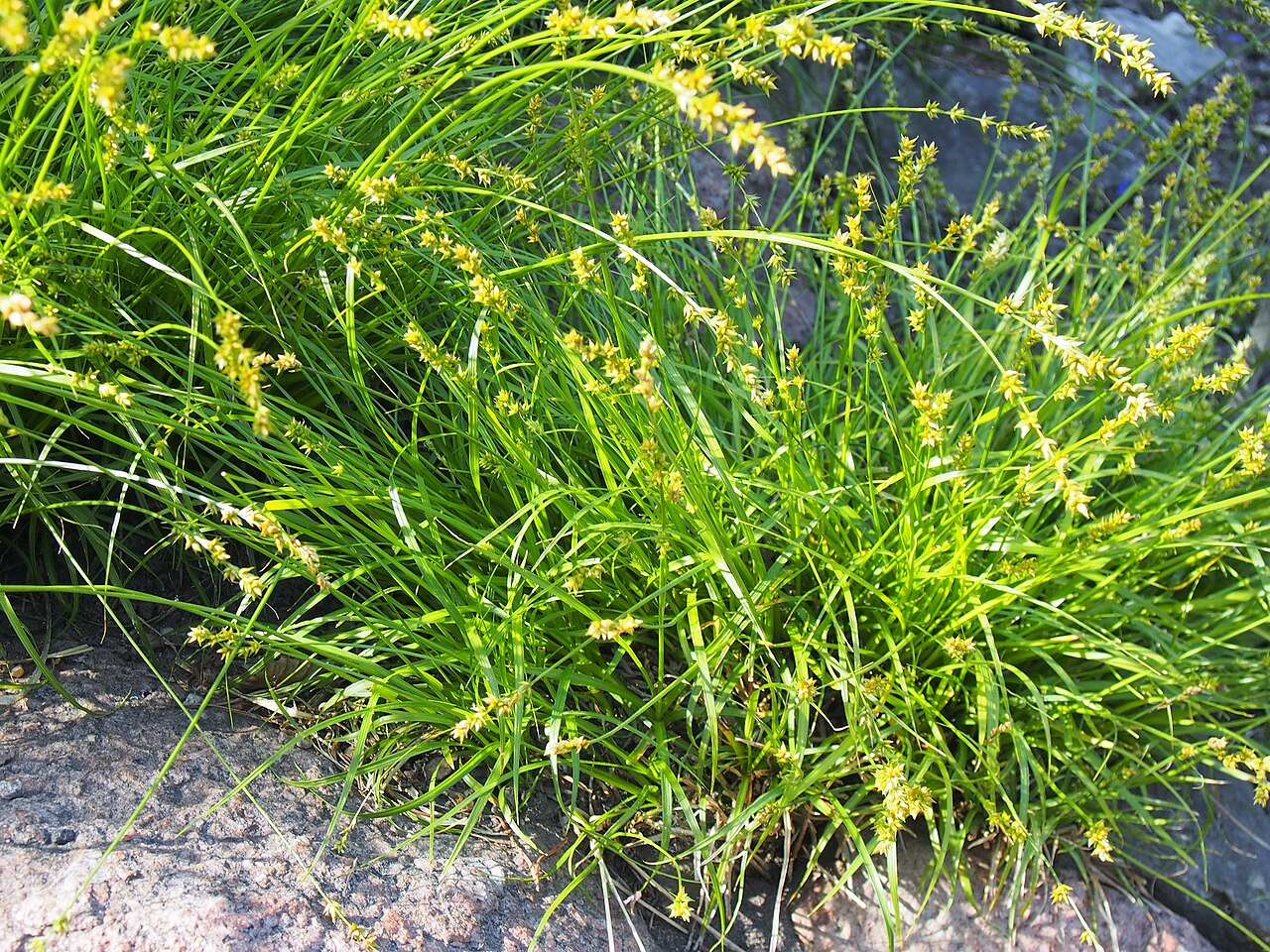 Carex spicata