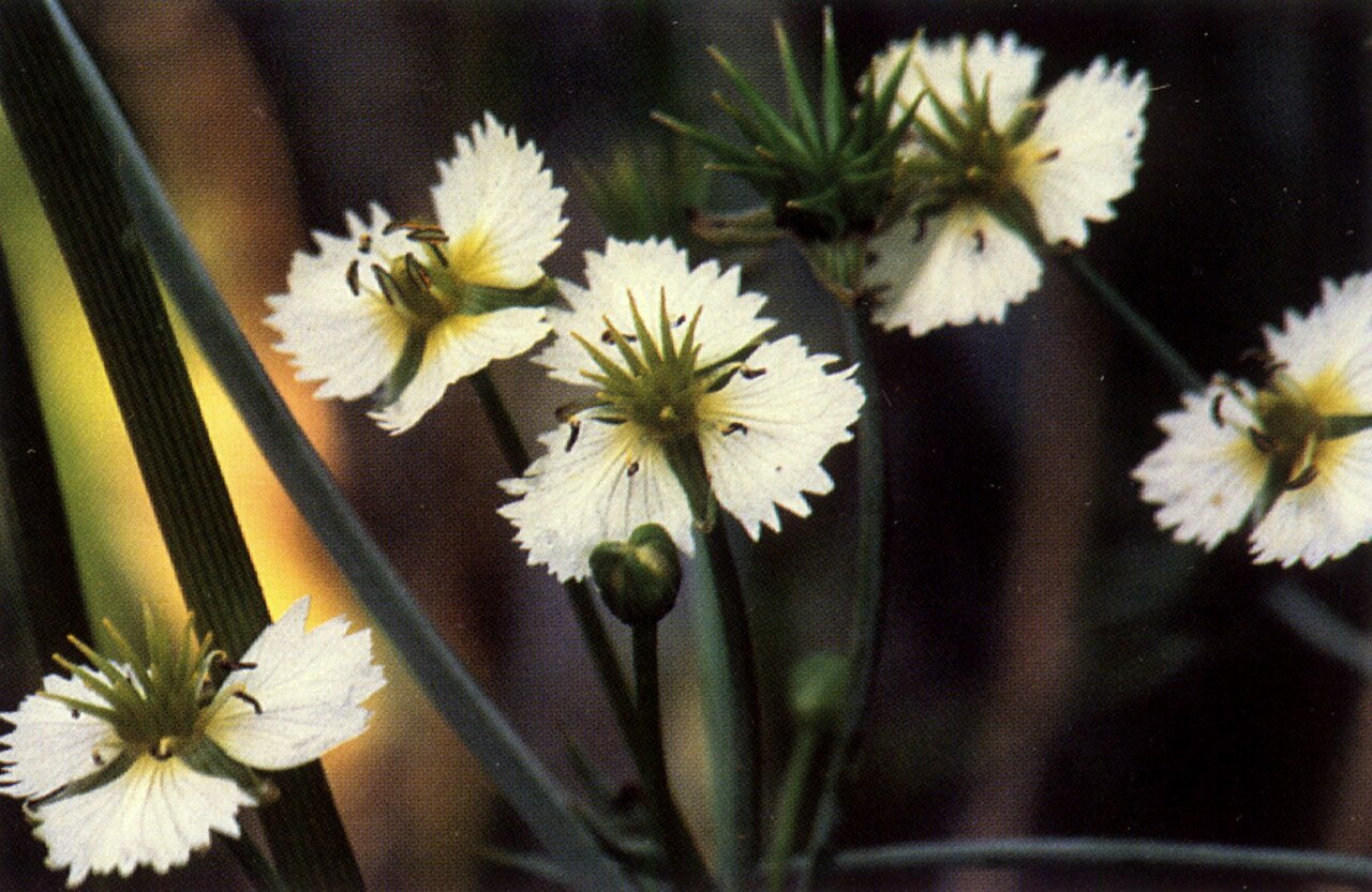 Alisma damasonium