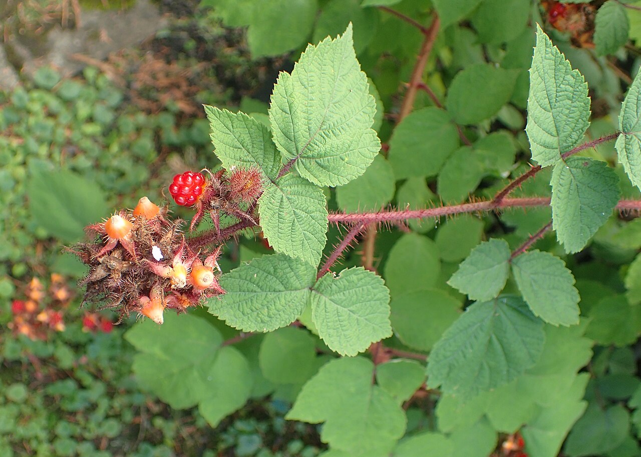 Rubus phoenicolasius