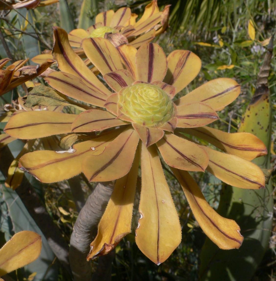 Aeonium appendiculatum