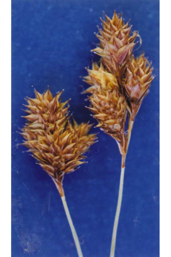 Carex proposita