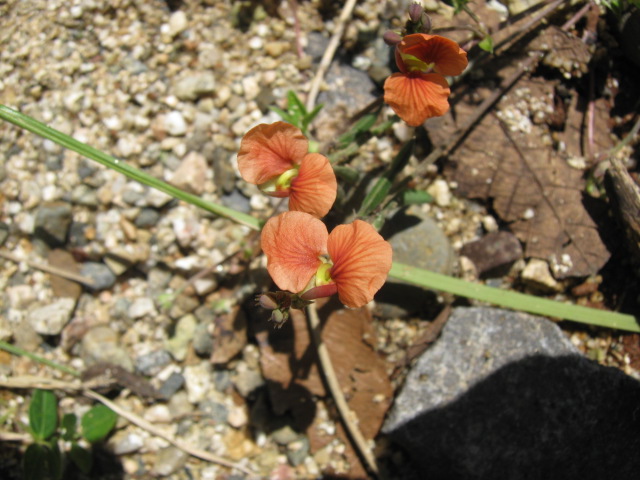 Macroptilium gibbosifolium