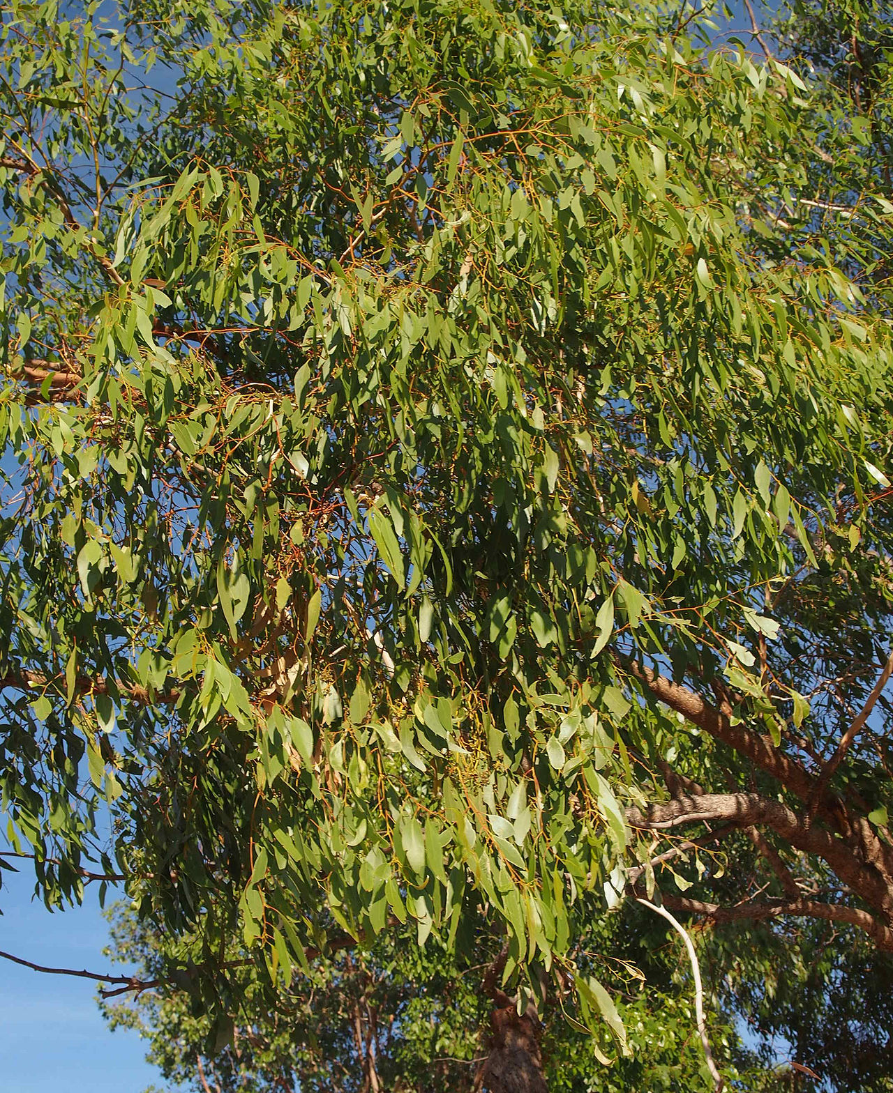 Brown's box or Reid River box