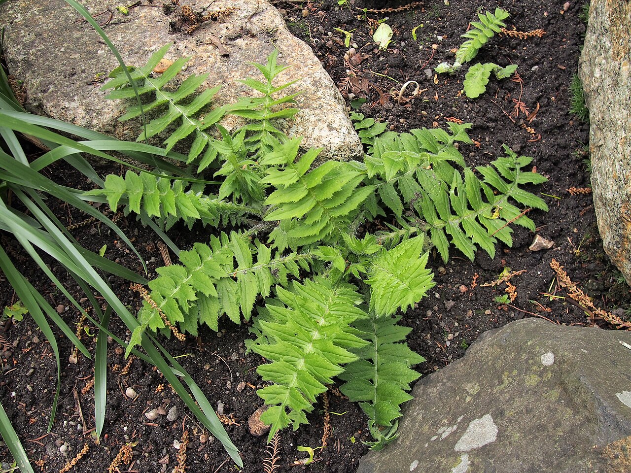Cirsium erisithales