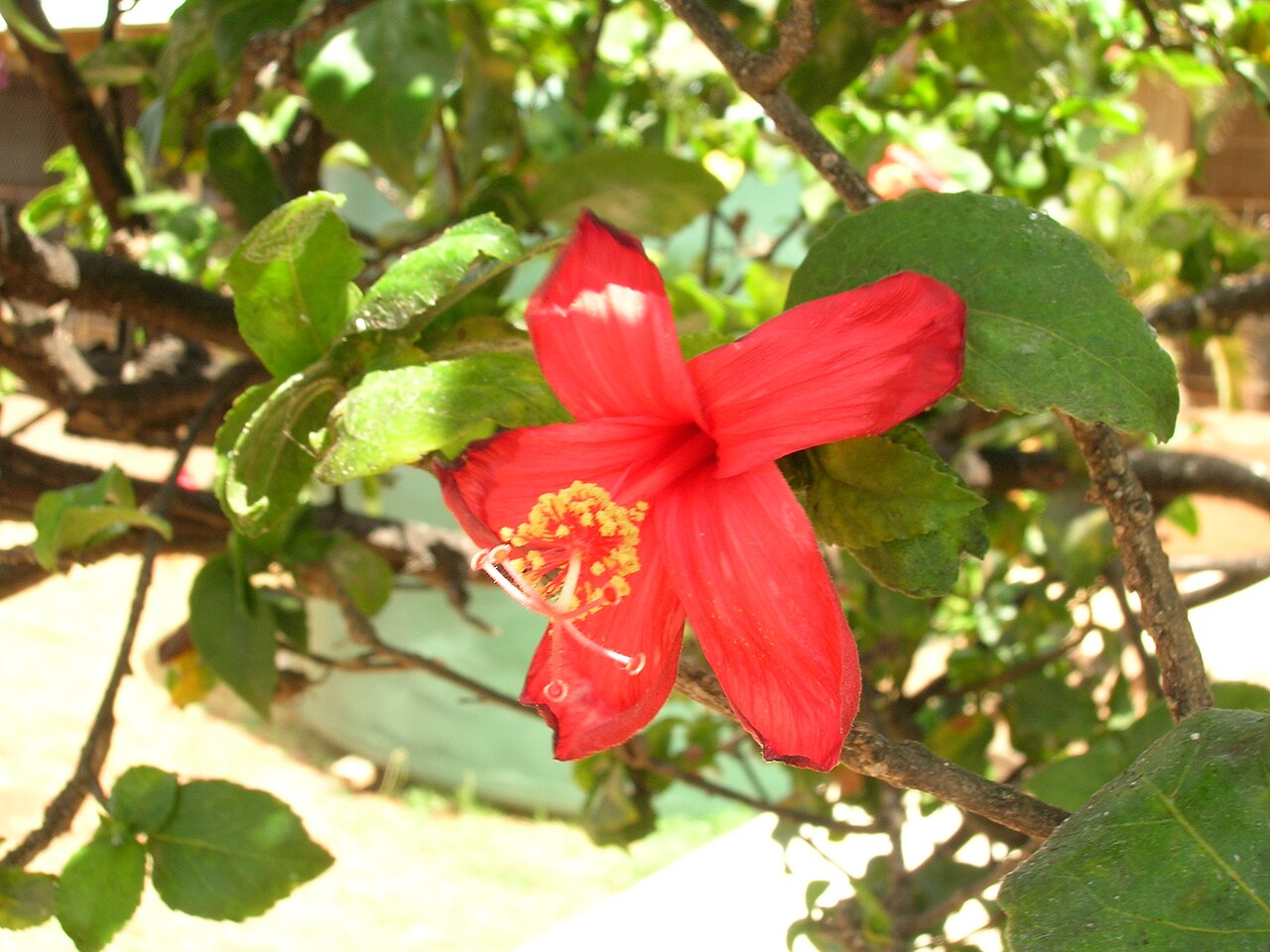 Hibiscus kokio