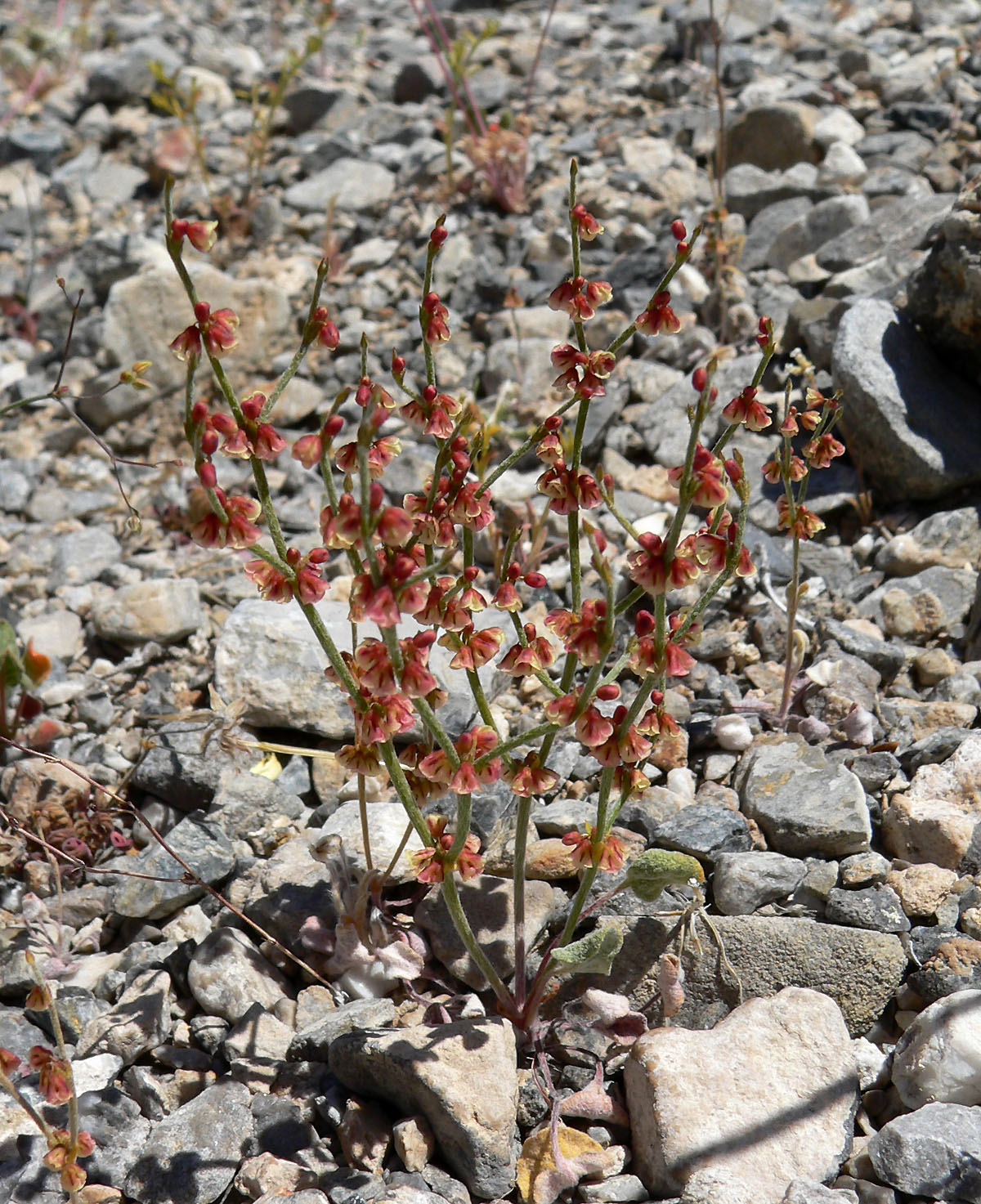 Eriogonum nidularium