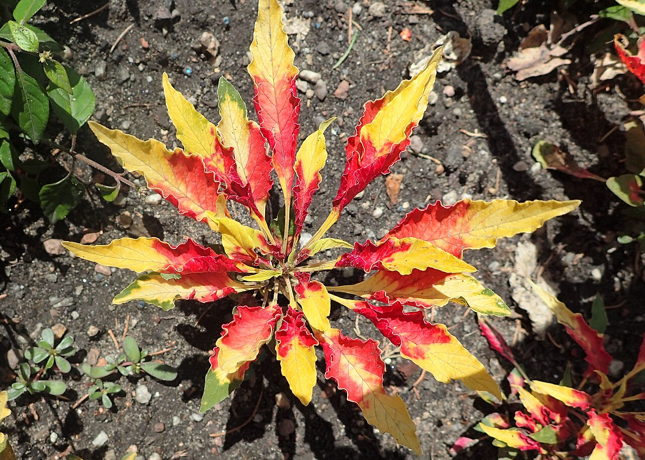 Amaranthus tricolor