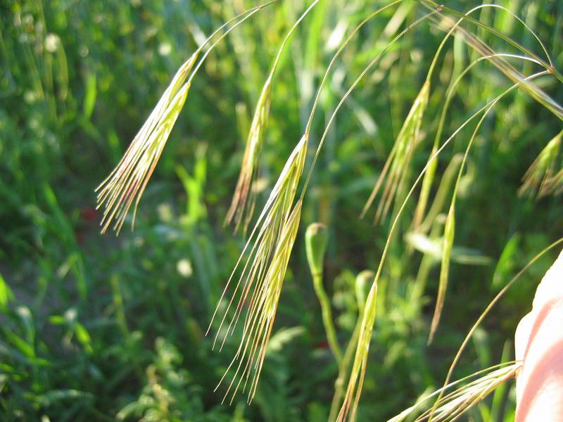 Bromus sterilis