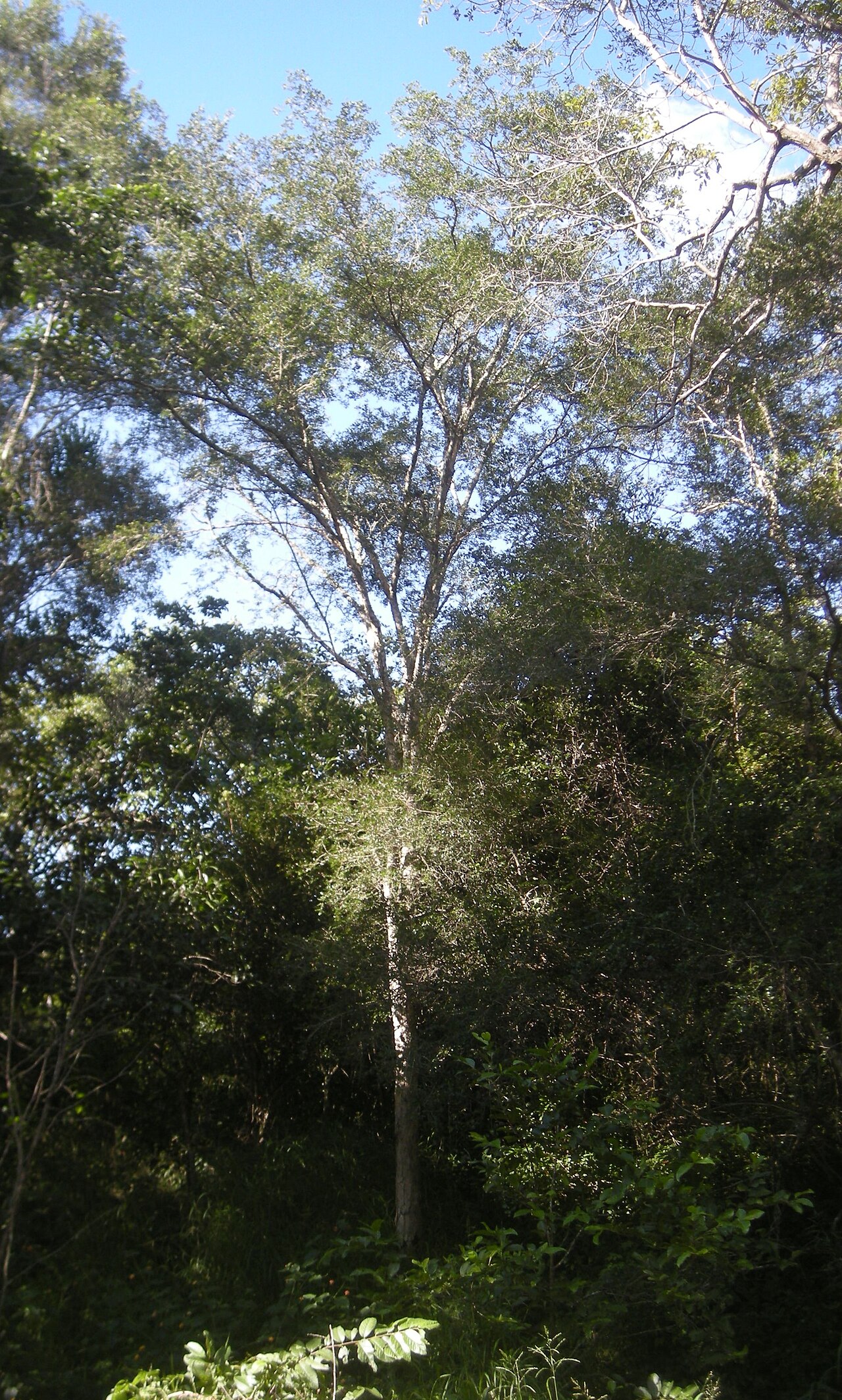 Archidendropsis thozetiana