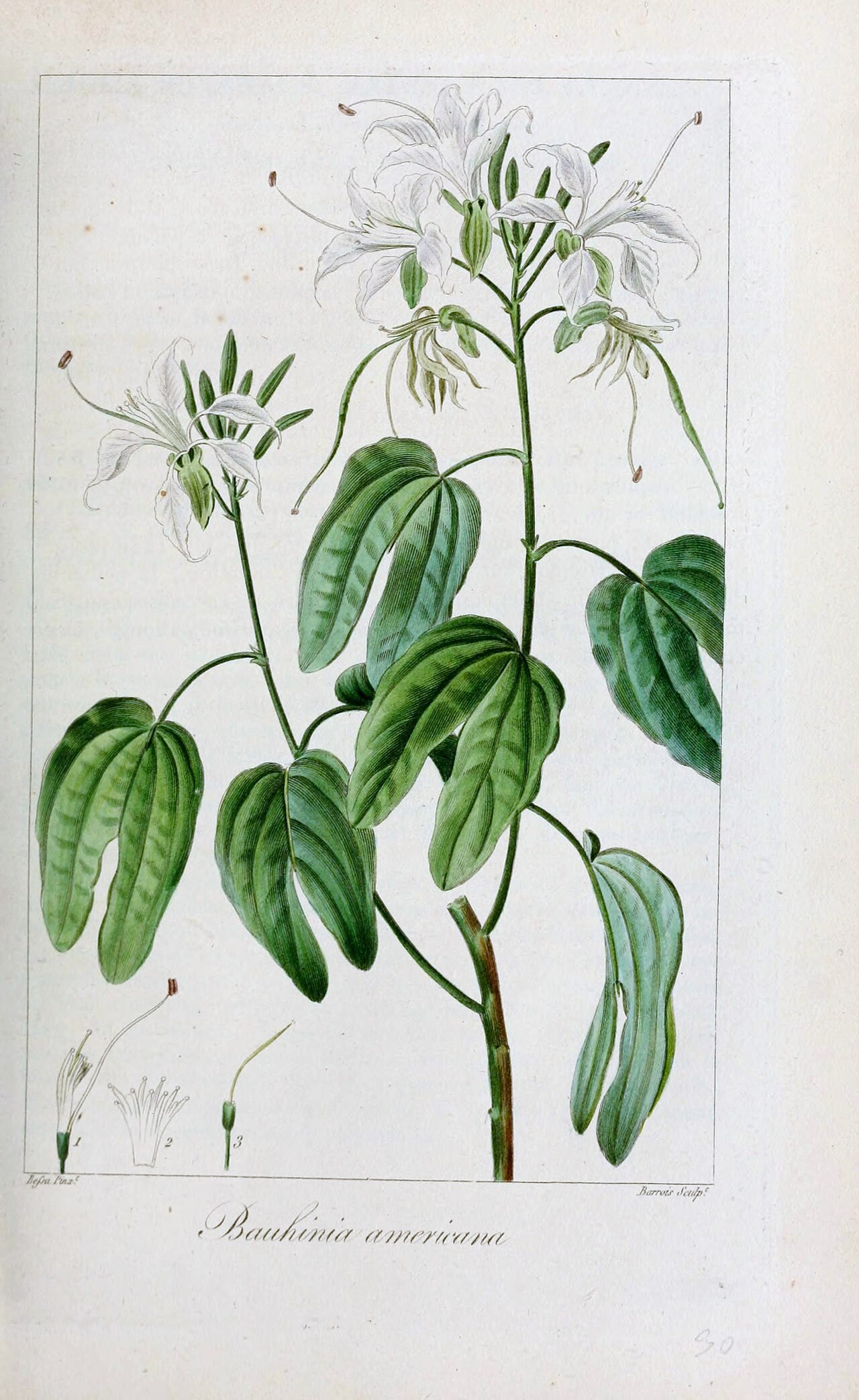 Bauhinia divaricata