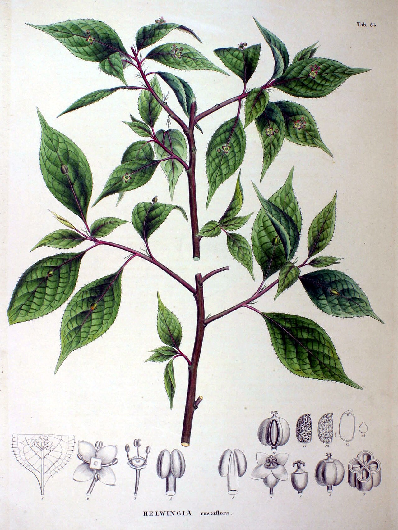 Helwingia japonica