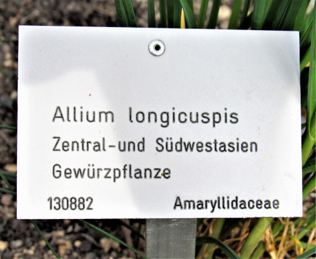 Allium longicuspis
