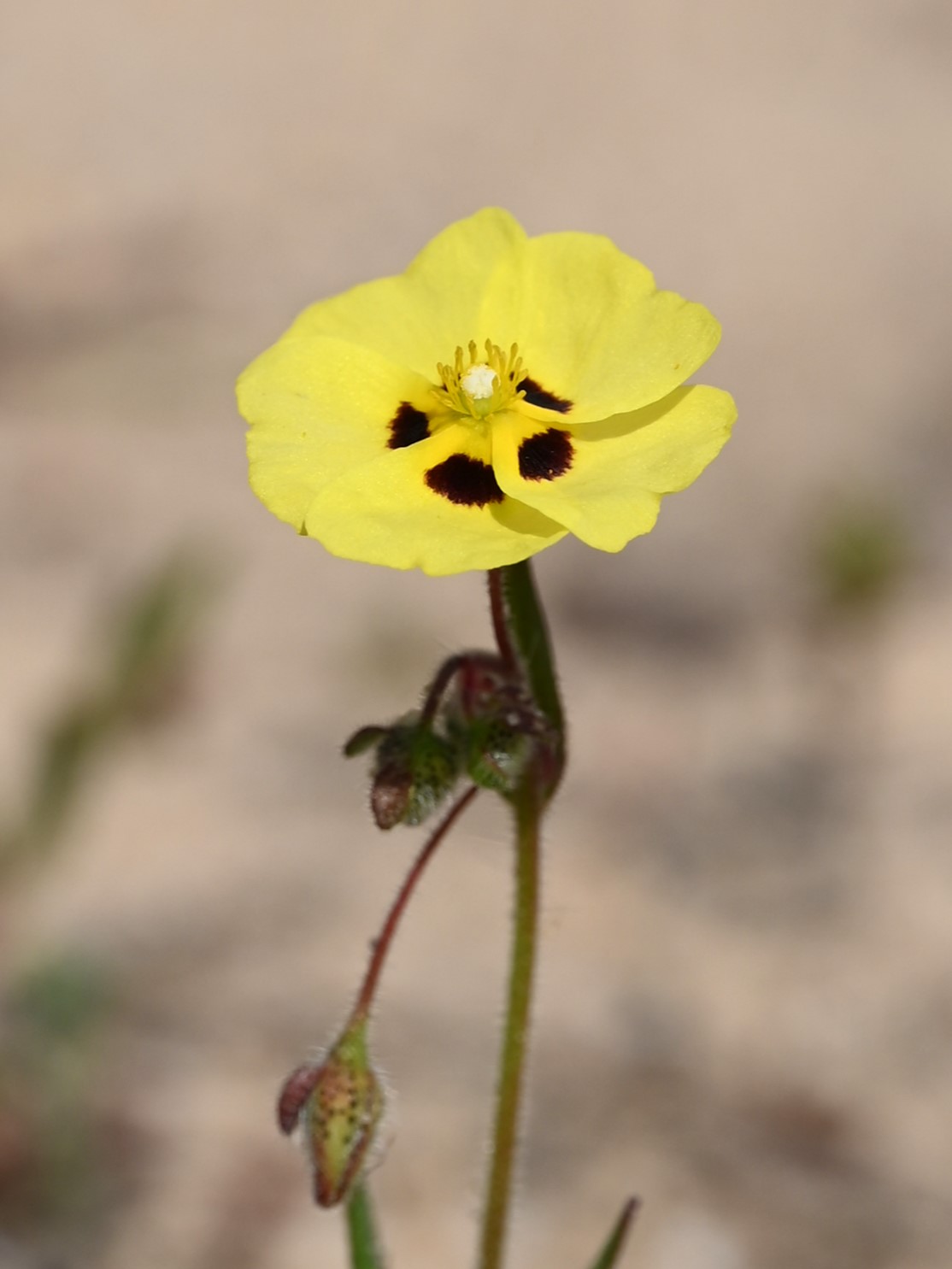 Tuberaria macrosepala