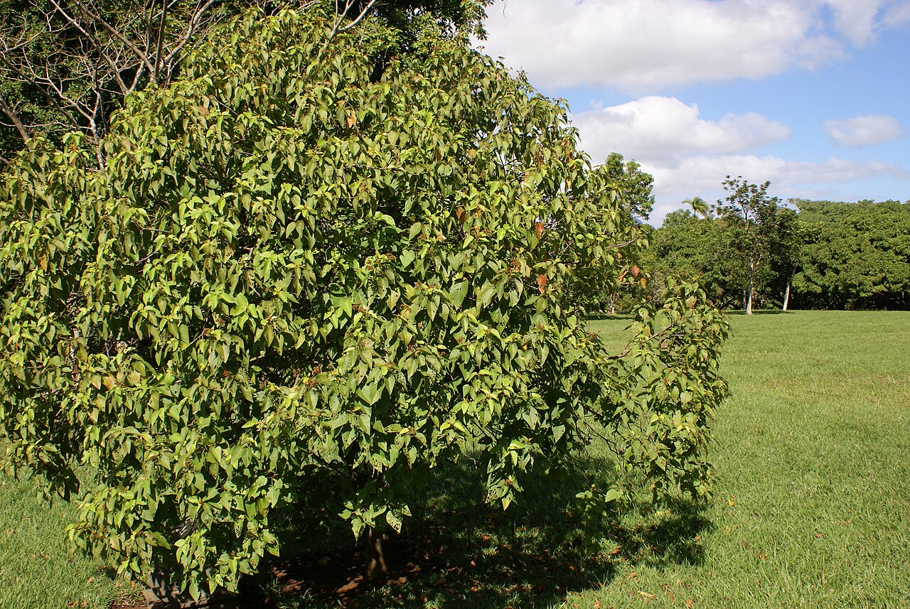 Dombeya mauritiana