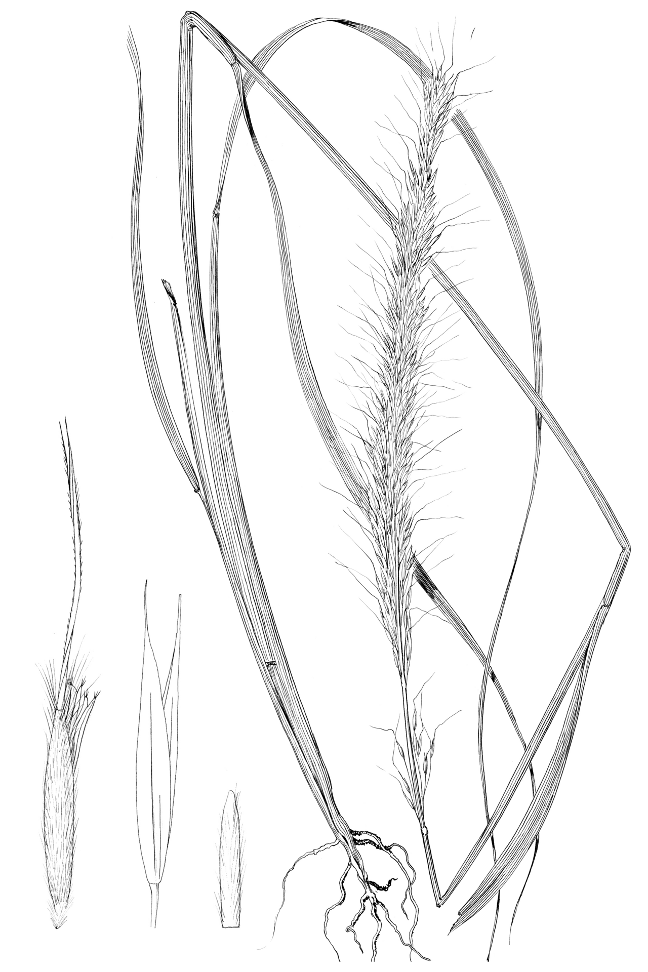 Achnatherum robustum