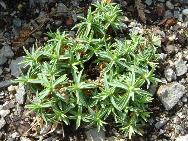 Dianthus callizonus