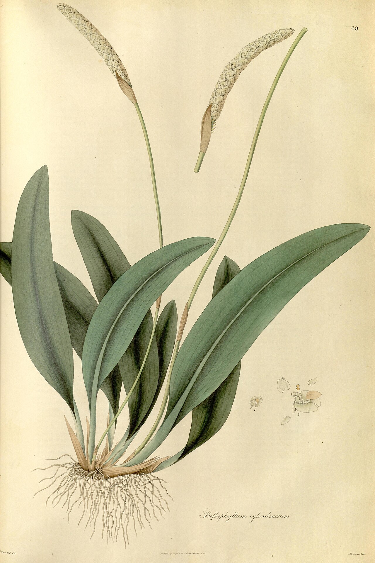Bulbophyllum cylindraceum