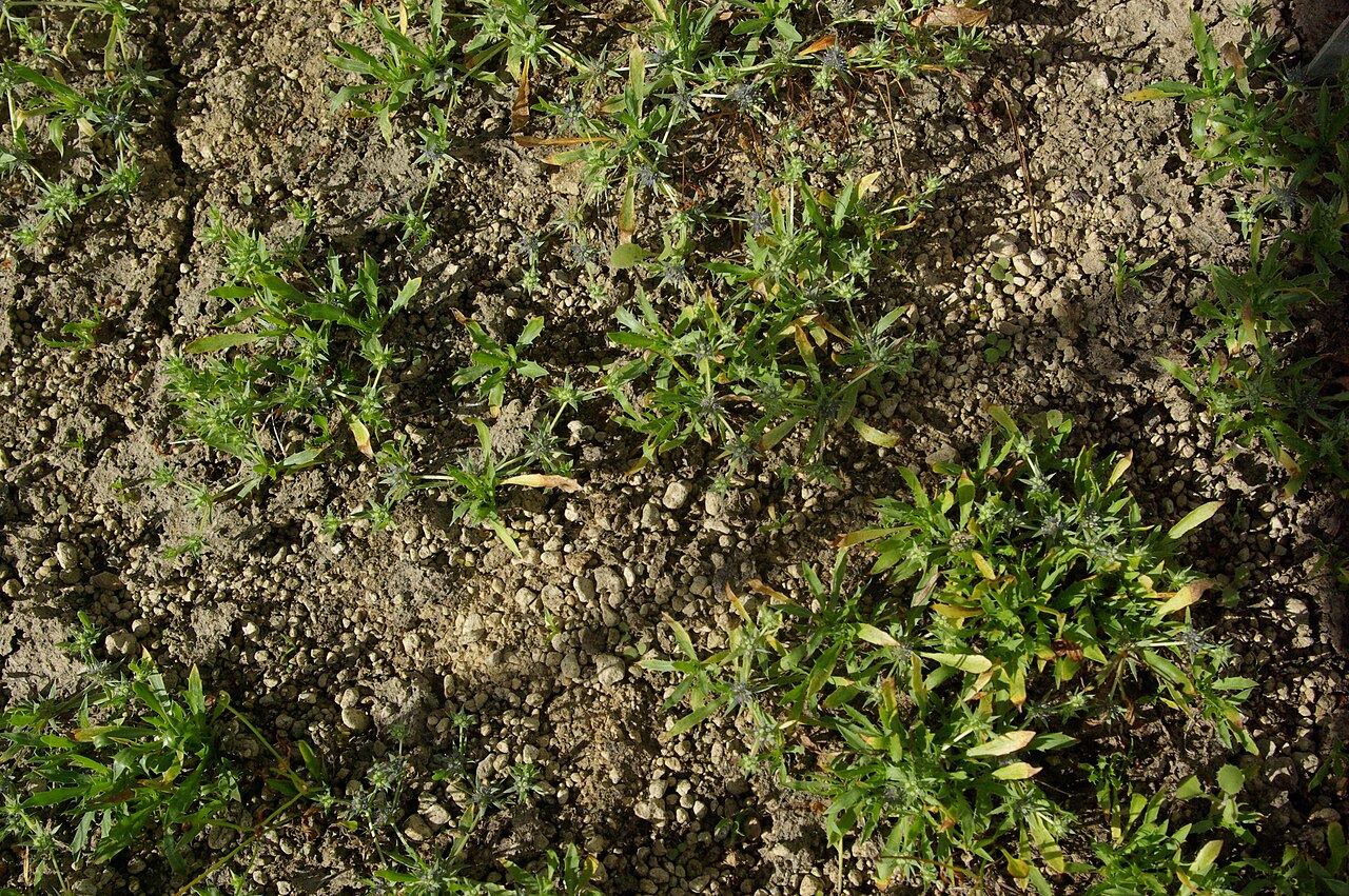 Eryngium viviparum