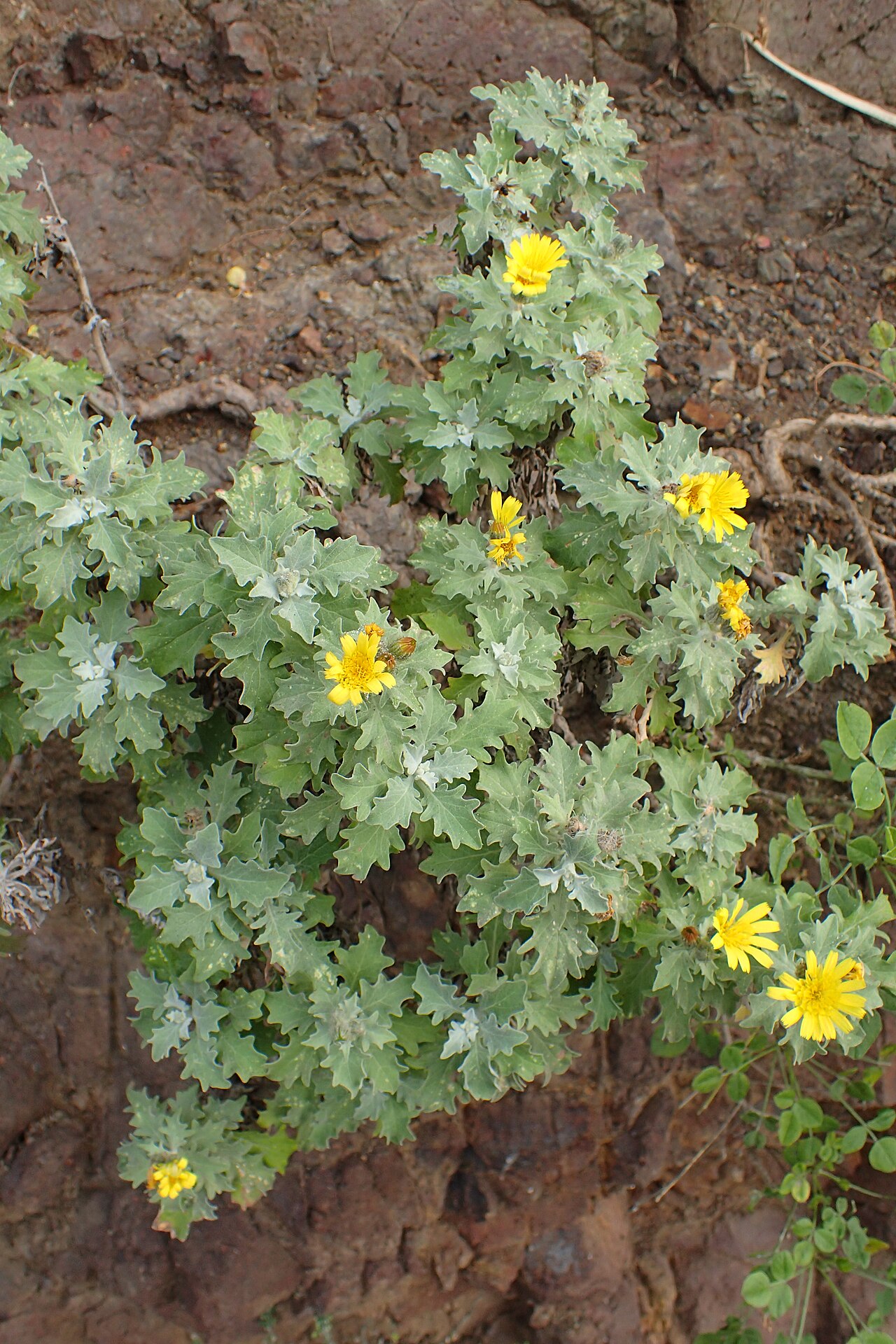 Andryala pinnatifida