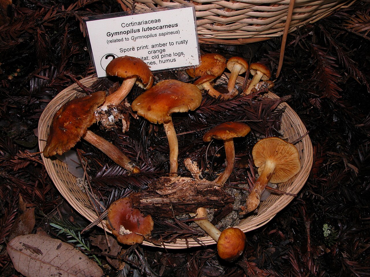 Gymnopilus luteocarneus