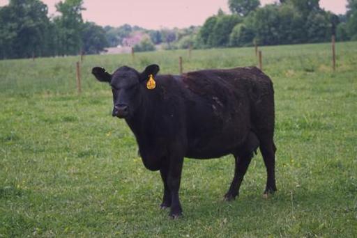 Aberdeen Angus