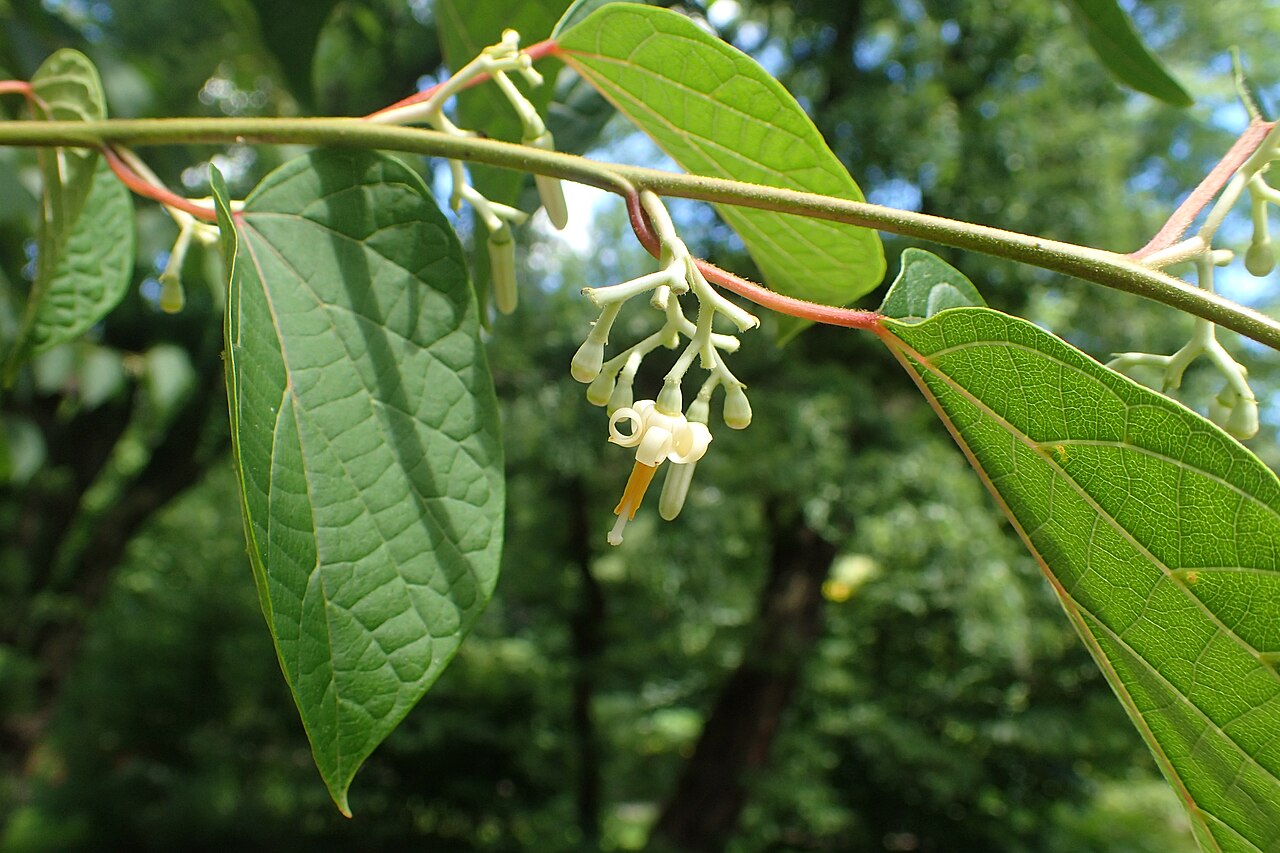 Alangium chinense