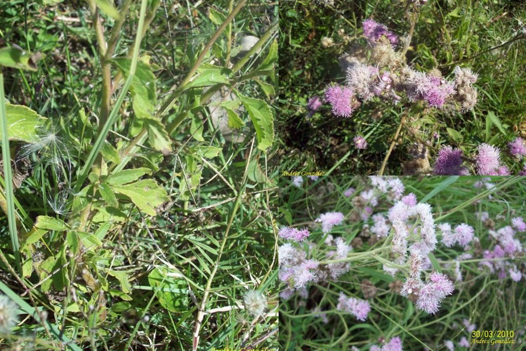 Eupatorium candolleanum