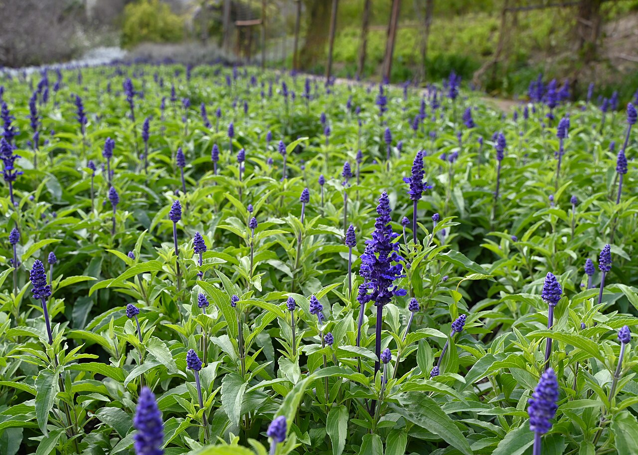 Salvia farinacea